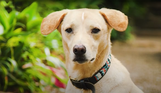 How to stay safe around dogs thumbnail